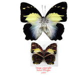 Agatasa calydonia calydonia (Malaysia)